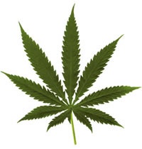 marijuana4